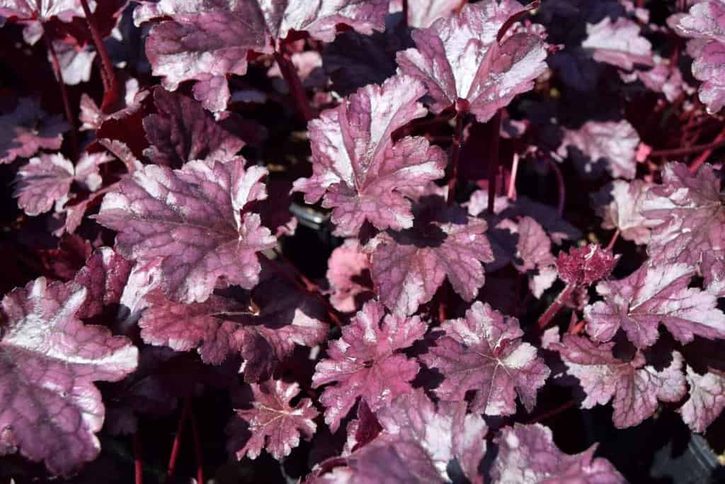 Heuchera 'Plum Pudding' ---